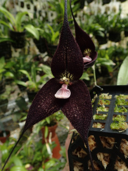 orchid-a-day:  Dracula roezliiSyn.: Masdevallia roezlii; Masdevallia chimaera var. roezlii; Masdevallia winniana; Masdevallia roezlii var. rubra et al.August 26, 2019   my queen