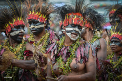 Papua New Guineans, by Serge GuiraudUn sing-sing est un rassemblement d'ethnies qui présentent leur culture, leurs chants et leurs danses. L'objectif est de partager paisiblement des traditions.Goroka - PNG