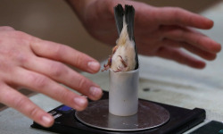 fat-birds:  the-psychotic-biotic:  APPARENTLY THIS IS HOW ZOOLOGISTS WEIGH TINY BIRDS  this really needed to be on this blog 