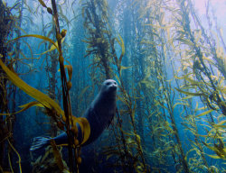 parvifolium:  starfishheart:  ironandvalor:  Kelp forests have always been so…….alluring to me. I used to watch videos of orcas darting in between the stretches of green; I fell in love.   