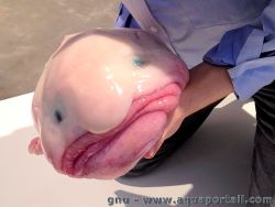 tibets:  i can’t believe blobfish exists i mean look at him he’s a fucking single dad raising 5 children and he hasn’t had sex in over 10 years he works at McBlobnalds and a majority of the time feels a combination of abject depression and mild