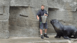 cineraria:  Sea Lion Feeding and Kissing - YouTube 