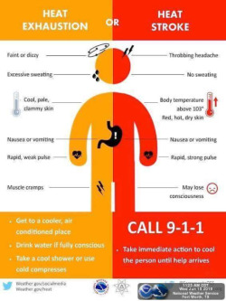bendyandbroken:  Heat Stroke or Heat Exhaustion [caption: an orange, red, black, and white infographic of a person with the title “heat exhaustion or heat stroke”. the left side has symptoms of heat exhaustion: faint or dizzy; excessive sweating;