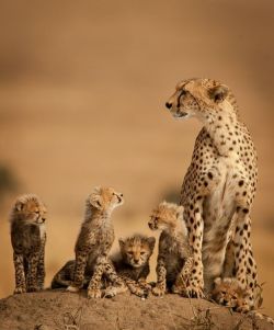 beautiful-wildlife:  Cheetah Family by ken dyball 