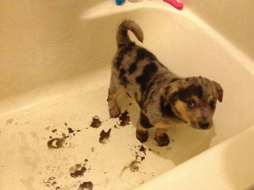 Sex thecutestofthecute:  Mud   Pup = True happiness. pictures