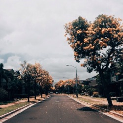 paperantlerss:  Saw lots of yellow blooms while walking home today. Apparently this is the cherry blossom equivalent of Hawaii, and it only happens during the Summer season. They are too pretty for life. http://instagram.com/paperantlers