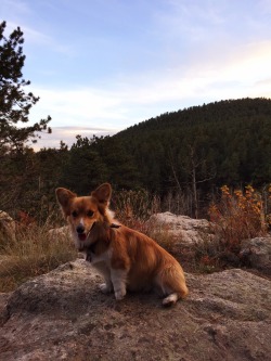 handsomedogs:  Jeff the Corgi hiking in Evergreenn, Colorado.  Please link our Tumblr if you can; skateboardsandbooks.tumblr.com and @murfandjeffsturf