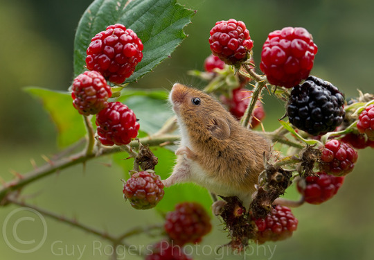 this is a harvest mouse appreciation post adult photos