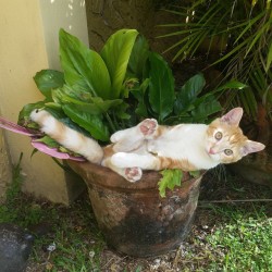 catsbeaversandducks:  Cats Who Think They’re Houseplants“Oh, there’s no need to water me. But thank you.” (photos via diply)