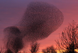 Murmuration (thousands of Starlings flock together over Gretna, Scotland just before roosting for the night) &hellip; click the pic for a link to a beautiful video of this stunning natural phenomena