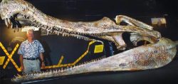 weegboi:  deamhan:   here is a sarcosuchus  its related to crocs that you would get now days but this thing ate diNOSAURS   wow it looks almost exactly like an old white dude