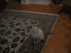 madhattersfutterwhacken:  greymichaela:  validatemyselfhate:  biliouskaiju:  My new favorite gif set.   how do cats stay alive for more than three seconds  Cats are so fucking stupid I want a thousand  How come when I get a cat she’s just lazy and