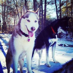 Miss my babes. Of course the day after I leave #GA it snows. ❄️   #huskies #dogsofinsta #atlanta #babes #aspen #miko #GA #snow #latergram #lab #leighbeetravel #sopretty #sweet