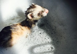 tyrannosarahs:  smol bears getting a bath