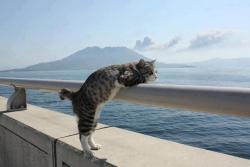 vedonero:  a cat in Naples
