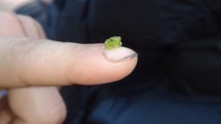 im-such-a-drag:  cyberpapi:  zubat:  justbmarks:  Tiny Frog - Amazon Rainforest, Peru  This frog has absolutely no business being this tiny.  that nail has absolutely no business being this dirty  They had to catch a tiny frog 