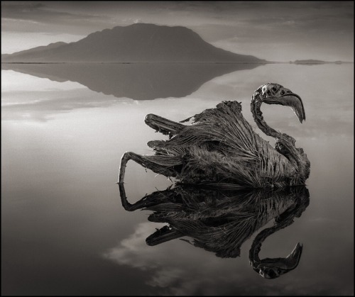 ‘Any Animal That Touches This Lethal Lake Turns to Stone’ Subhan'Allah!   Lake Natron,Nothern Tanzania.   Photos by: Nick Brandt  Source: http://gizmodo.com/any-animal-that-touches-this-lethal-lake-turns-to-stone-1436606506