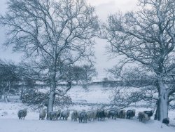 pagewoman:  Herdwick Sheep, Matterdale, Lake District, North Yorkshire, England by James Rebanks 