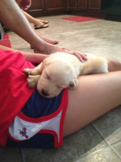 Classycarolinagirl:  Krass And Co Shorts And Puppies: What Could Be Better?
