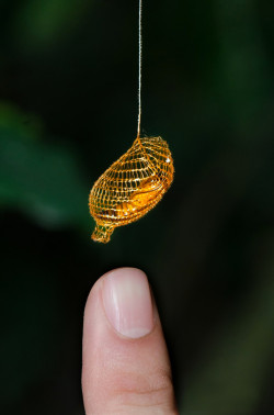 sixpenceee:The Urididae is a type of moth and it’s cocoon is a bright orange color, that sometimes looks golden. The cocoon is usually suspended on a long thread below a leaf.     The net structure of the cocoon allows for more airflow over the pupa.