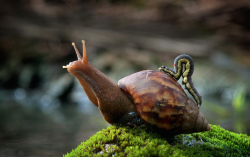 clearpetals:  I wish I was a snail because