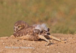 zooophagous:  chasingthehawk:  I really have to question this owl’s survival skills…  Leg so hot. Hot hot leg. Leg so hot you fry an egg. 