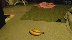 4gifs:  Cat goes bananas [video]