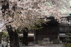 yuikki:  Cherry blossom in temple by kasa51 on Flickr.