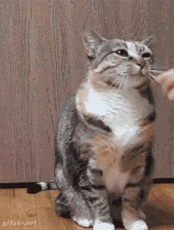 awwww-cute:  To enter the exclusive Catnip Club, you must first know the secret handshake, and password (Source: http://ift.tt/1LMxvOL)