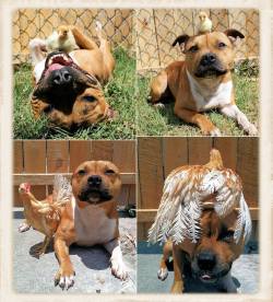 firthof5th:  awwww-cute:  Remember the picture of the pit bull with the chick? Here they are again, with the rooster all grown up!  this is CH Volando Highly Combust-A-Bull “Boom”, and he’s a Staffordshire bull terrier