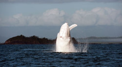Awkwardsituationist:  Migaloo, The Only Known All White Humpback Whale, Was Photographed