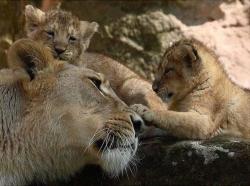 Love’s touch (Lioness and her cubs)