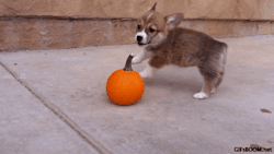 Witchfuckery:  Gifsboom:  Puppy Vs. Pumpkin ** Video ** X  My Mom Made Me Watch This