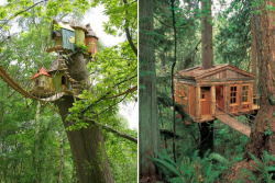 funnywildlife:  Tree Houses 