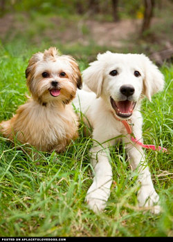 aplacetolovedogs:  Two adorably cute and happy puppies. A sweet Shih Tzu and an adorable Great Pyrenees who have become inseparable For more cute dogs and puppies