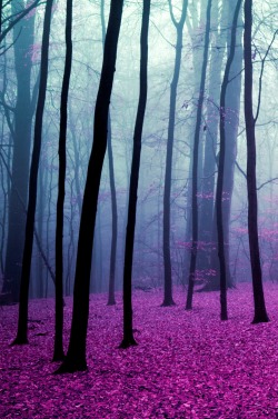 0rient-express:  Magic forest | by Elise Enchanted.       