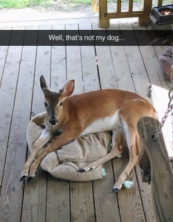 storybaka:  is-earned-not-given:  sultana-bran:  jesselaceypanties:  whose dog is it?  It’s not a dog it’s a kangaroo  99% sure that’s not a kangaroo   Obviously a reindeer  Really? A kangaroo?&hellip;Some people&rsquo;s kid&rsquo;s!