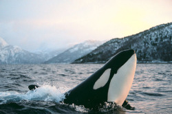 olivia-ross:  Orca - off the coast of Norway
