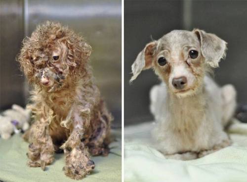 Porn bestvidsonline:  Rescued dogs - before and photos