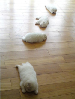 picsandquotes:  Check out Adorably Fat Dogs! We think #4 is hilariously cute! - ad http://bit.ly/WRiwqo