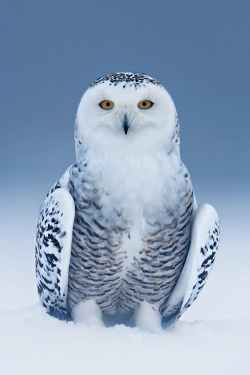  500px: Snowy Owl Heaven ~ By Rick Dobson »