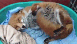 canadianaboi:  littlebabygish:     Sorry completely not diaper relates but I love foxes!!!!