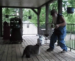 herr-lucifer:  deliciousweeds:  skaagz:  weregoingtojackson:  Best gif ever for all eternity.  That is a fucking huge raccoon  It’s pregnant with that hillbilly’s child  I love this 