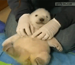 awwww-cute:  Polar bear cub being tickled