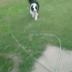 Sorry for the potato quality of these gifs, this is my border collie, Fuzzy. (He’s more floofy than fuzzy if you ask me)(sharknipples420)he’s incredible. and fuzzy is an amazing name.also i like how he looks really offended in the last gif when you
