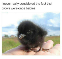 driftinbuddy:  fantasy-loving-witchling:  pathfinderisbestpony: What an adorable start to a murder  CROW BABIES  no!!!! this is a corncrake chick, also commonly misidentified as a rail’s chick! crow babies are MUCH uglier… putrid little man   “Putrid