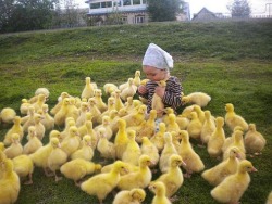 funnywildlife:  With a quack-quack here and a quack quack there, here a quack, there a quack, everywhere quack quack… lol 