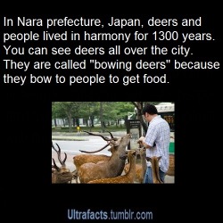 ultrafacts:  reinatamblr:  reinatamblr:  bye-bye-deadman:  ultrafacts:  Source For more posts like this, follow Ultrafacts  Those deer going to start an uprising.  I will find me some deer in July and see if this is really true  The deer really do roam