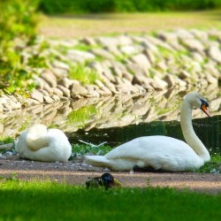 #Peterhof. #Moments &amp; #portraits 37/37  #Dreamers  #swan #SwanDay #duck #pond #water #grass #animals #bird #birds #white #green #colors #colours #walk #travel #spb #Russia #beauty #BeautifulDay