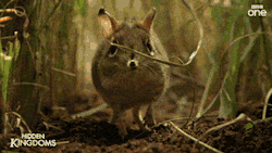 despondence:  irregulartangerine:  LADIES, GENTLEMEN, AND PEOPLE WHO DON’T FALL UNDER EITHER OF THOSE CATEGORIES,  this is an elephant shrew. it’s adorable and i just wanted to shower you with little gifs of it because look at it. look at it’s